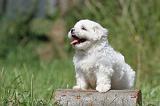 BICHON MALTAIS 059